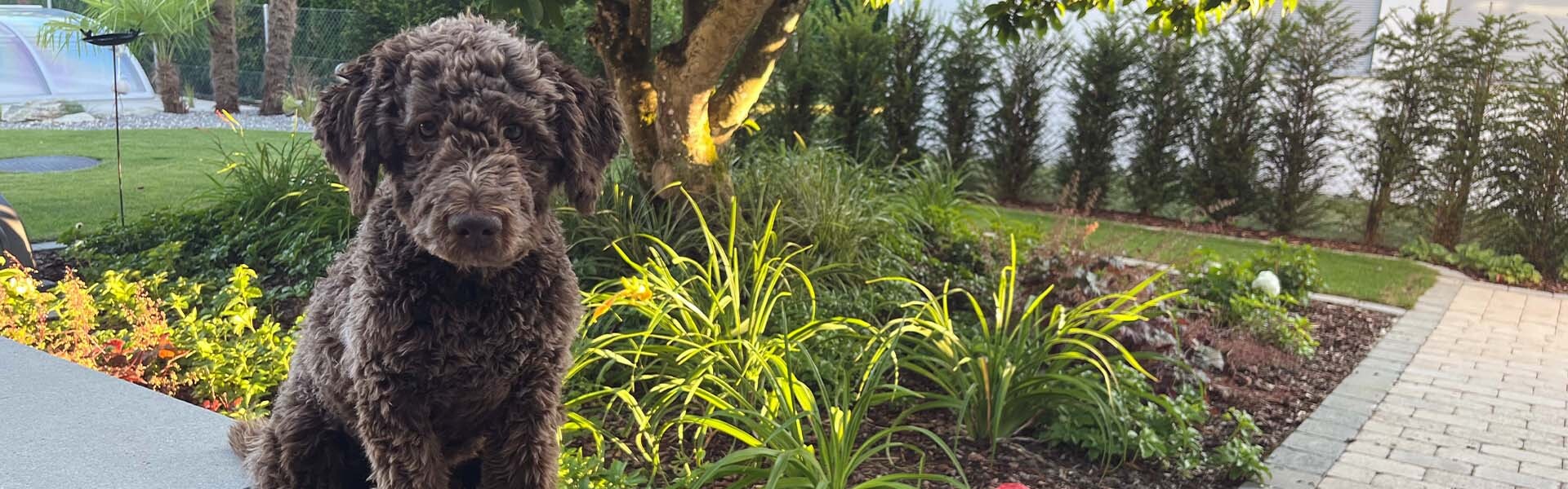 Tierkrematorium Kirchberg Hund